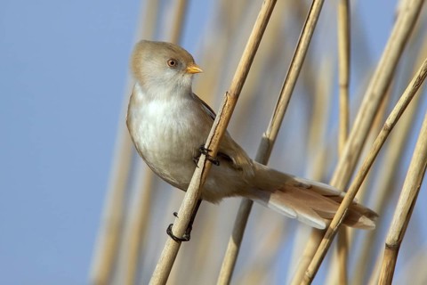 Bearded Reedling (Panurus biarmicus) female perched on reed, Mecklenburg-Western, Pomerania,