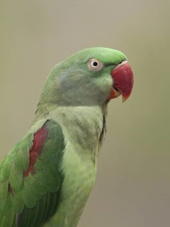 Alexandrine Parakeet (Psittacula eupatria) female, Germany