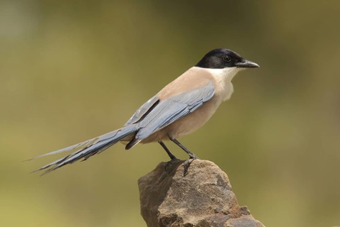 Blue magpie (Cyanopica cyana) on a stone, nature photography, Torrejon El Rubio, Monfragüe,