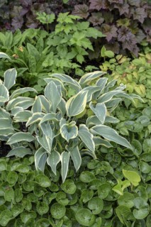 Funkia (Hosta 'First Frost'), Anchers Havecenter, Gothenburg, Västra Götalands län, Sweden