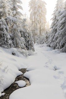Path through the snowy winter forest on the Auersberg, Erzgebirge, Eibenstock, Saxony, Germany