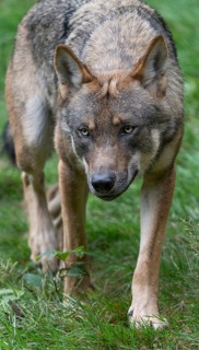 Wolf (Canis lupus) walks through its territory and looks attentively, Germany