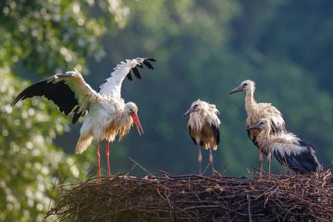 White Stork (Ciconia ciconia) with juveniles in nest after a heavy rain shower, North