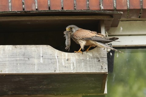 Common Kestrel (Falco tinnunculus), Lower Saxony, Germany