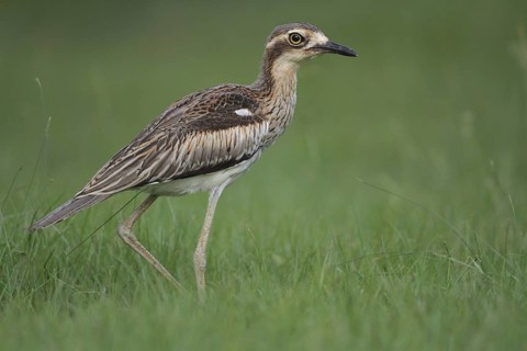 Bush Stone-curlew (Burhinus grallarius), Darwin, Australia