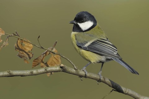 Great Tit (Parus major), North Rhine-Westphalia, Germany