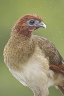 Rufous-headed Chachalaca (Ortalis erythroptera), Ecuador