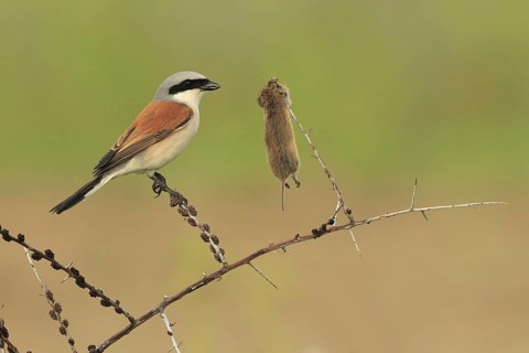 Red-backed Shrike (Lanius collurio) male, Baden-Wuerttemberg, Germany