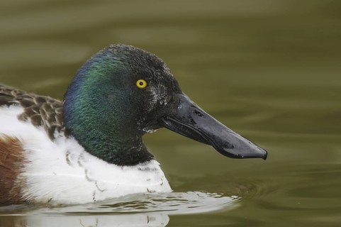 Northern Shoveler (Spatula clypeata) male, Arizona, USA