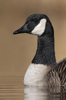 Canada Goose (Branta canadensis), British Columbia, Canada