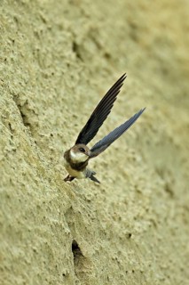 Sand martin (Riparia riparia), taking off from its breeding tube, Reussegg nature reserve, Canton