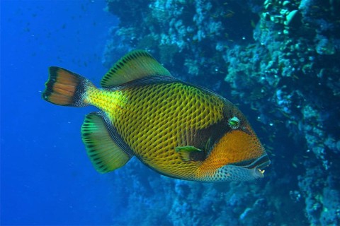 Giant triggerfish (Balistoides viridescens)