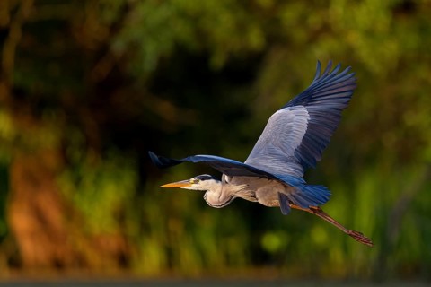 Grey grey heron (Ardea cinerea), Foraging, Boat Trip, Tiszaalpár, Kiskunsági National Park,