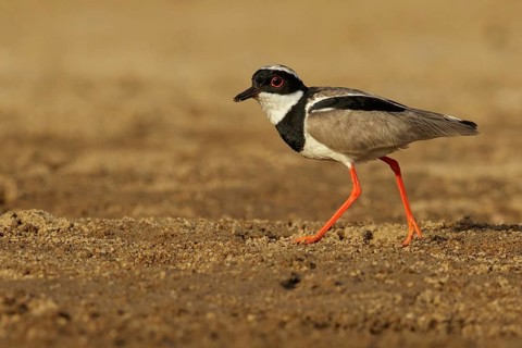 Pied Plover (Hoploxypterus cayanus) near a river in the grasslands of Guyana