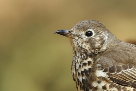 Mistle Thrush (Turdus viscivorus), Utrecht, Netherlands