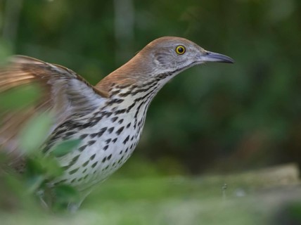 Brown Thrasher (Toxostoma rufum), Texas, USA