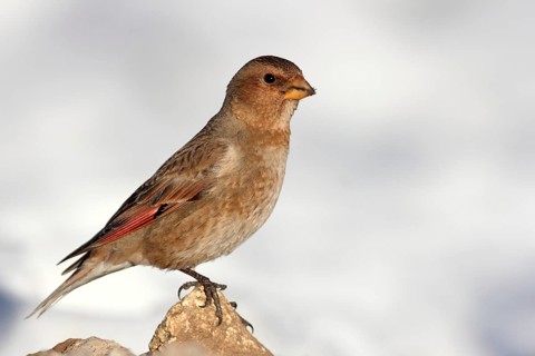 African Crimson-winged Finch (Rhodopechys alienus), High Atlas, Morocco