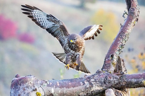 Common Buzzard (Buteo buteo) Germany