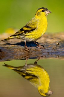 A stunning Eurasian Siskin, Spinus spinus, displayed in its vibrant yellow plumage, perches