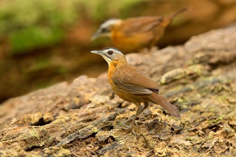 Black-capped Babbler (Pellorneum capistratum), Pahang, Malaysia