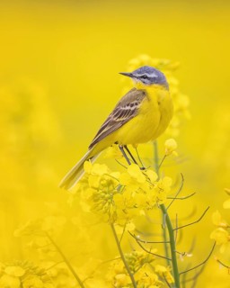 Western Yellow Wagtail (Motacilla flava) in a rape field, Saxony-Anhalt, Germany