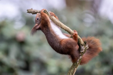 Squirrel (Sciurus vulgaris), Emsland, Lower Saxony, Germany