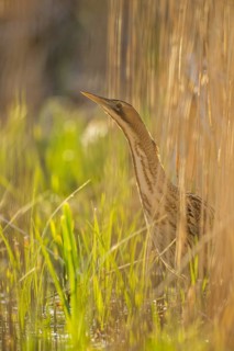Great or Eurasian bittern (Botaurus stellaris) adult bird emerging from a reedbed in spring, RSPB