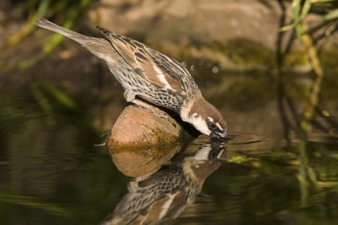 Spanish Sparrow (Passer hispaniolensis) male, Castile-La Mancha, Spain