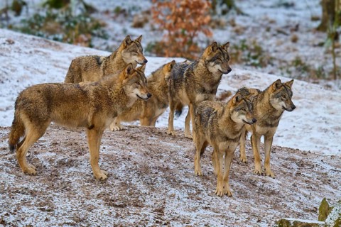 Six wolves standing next to each other in the snow, watching attentively, winter, wolf (Canis