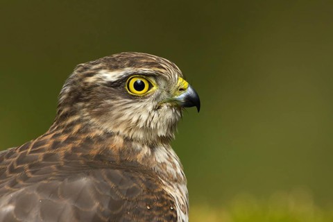 Eurasian Sparrowhawk (Accipiter nisus), Utrecht, Netherlands