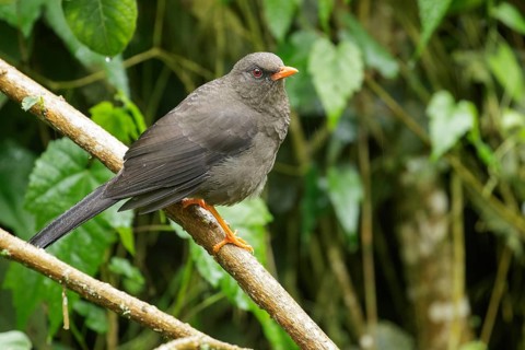 Great Thrush (Turdus fuscater) perched on a branch in the Andes Mountains of Colombia