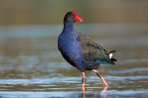 Australasian Swamphen (Porphyrio melanotus melanotus), Victoria, Australia