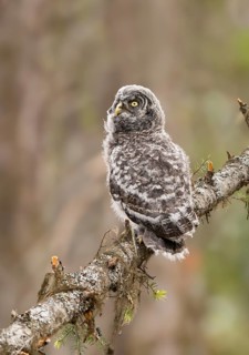 Great Grey Owl (Strix nebulosa) juvenile perched on a branch, British Columbia, Canada