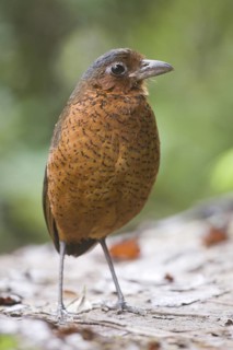 Giant Antpitta (Grallaria gigantea), Pichincha, Ecuador