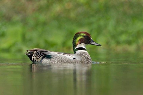 Falcated Duck (Mareca falcata) male, West Bengal, India