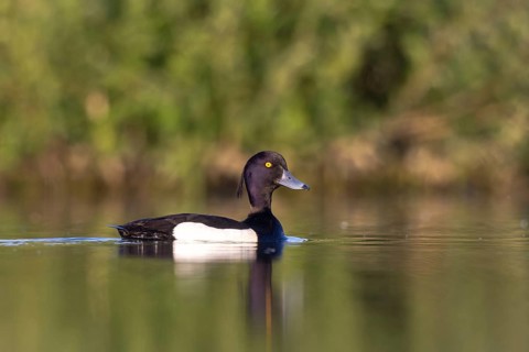 Tufted Duck (Aythya fuligula) male, North Rhine-Westphalia, Germany
