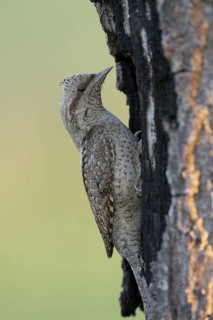 Eurasian Wryneck (Jynx torquilla), Nizhegorodskaya, Russia