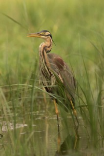 Purple Heron (Ardea purpurea) foraging, Serbia