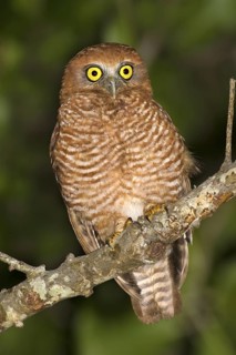 Christmas Boobook (Ninox natalis), Christmas Island, Australia