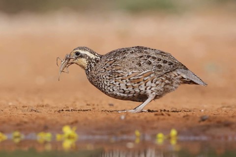 Northern Bobwhite (Colinus virginianus) female, Texas, USA
