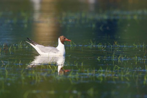 Black-headed Gull (Chroicocephalus ridibundus), North Rhine-Westphalia, Germany