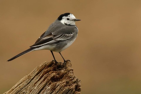 White Wagtail (Motacilla alba), perched on a trunk, Castile and Leon, Spain