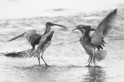 Eurasian Curlew (Numenius arquata), Texel, Netherlands