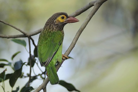 Brown-headed Barbet (Psilopogon zeylanicus), Sri Lanka