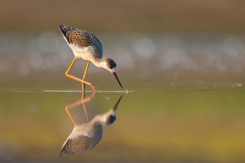 Black-winged Stilt (Himantopus himantopus) juvenile foraging, North Rhine-Westphalia, Germany