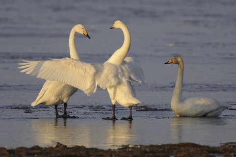 Whooper Swan (Cygnus cygnus), Lower Saxony, Germany