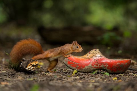 Eurasian Red Squirrel (Sciurus vulgaris) inspecting a old clog, Netherlands