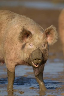 Domestic pig (Sus scrofa domesticus) adult farm animal in a muddy field, England, United Kingdom