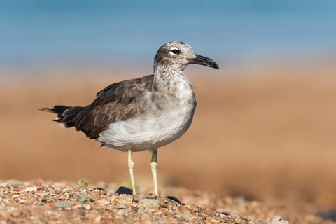 White-eyed Gull (Ichthyaetus leucophthalmus) juvenile, Eilat, Israel