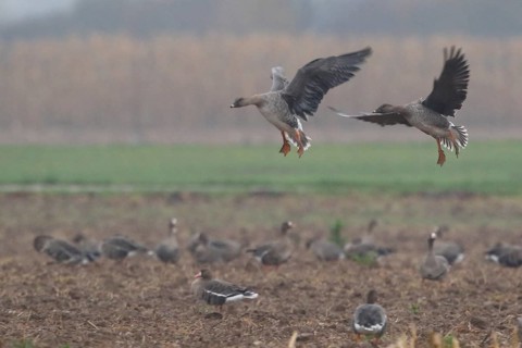 Taiga Bean Goose (Anser fabalis) flying, North Rhine-Westphalia, Germany